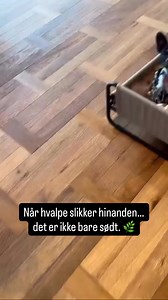 Når hvalpe slikker hinanden, sker der noget ret smukt 🌿 Det er ikke bare kær adfærd – det er regulering af nervesystemet. Slik, berøring og tygning aktiverer vagusnerven, som hjælper kroppen med at falde til ro. Derfor bruger jeg altid ro-stimuli i mit arbejde med hvalpe: tryghed, kontakt, tyggeting, massage og masser af nærvær. Et roligt nervesystem skaber de mest stabile, sunde og afbalancerede hunde – hele livet 🐾💚 #hvalpetræning #hvalpetips #franskbulldog #nervesystem #HEXsunderefranskebu