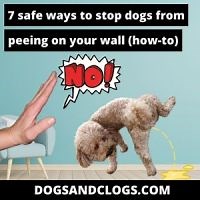 7 Safe Ways To Stop Dogs From Peeing On Your Wall (How-To)
