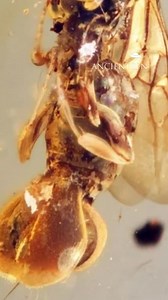 Unveiling a 99-Million-Year-Old Wasp with a Venus Flytrap Twist #paleontology #PrehistoricDiscovery #amberfossil #sirenobethylus #venusflytrapwasp | Ancientzen Library