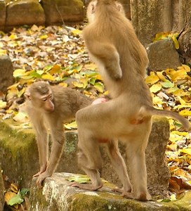 LovelyHeart..! Handicapped Male Monkey trying help little monkey to have sw-ee-tie time. #babymonkeynow | Baby Monkey Now