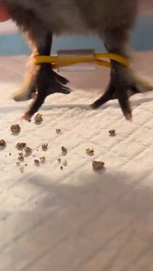 3K views · 103 reactions | The second chick that Dixie hatched has...