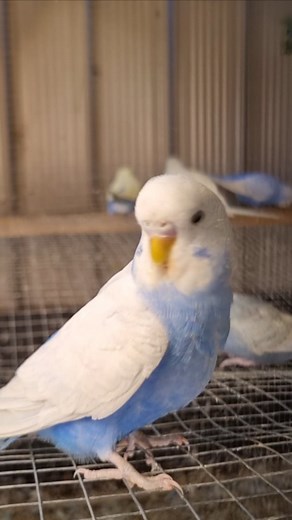 She will do anything to protect her toy...😄 #budgielife #budgiefun #budgies #budgiecolours #seafoam #parakeets #birdsofaustralia #budgiebird #budgietoys #budgieplaying | Jilanibirds