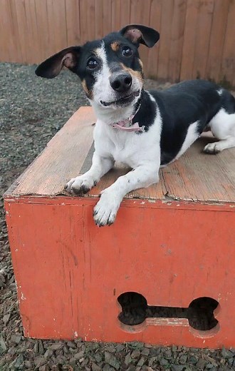 PAWS Atlanta on Reels