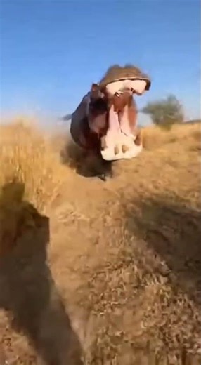 Hippo tries to eat Cameraman and dragged Into the River 😱#HippoAttack #Wildlife #Shorts #scary