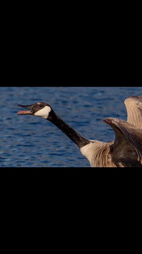 #canadagoose in a water landing. | Jason Yeaman