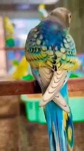 341 reactions · 30 shares | Beauty of Spangle Marvelous  #Beauty #Spangle #Budgie #Bird #parrot #foryou #wildlife | MB Birds Farm | Facebook