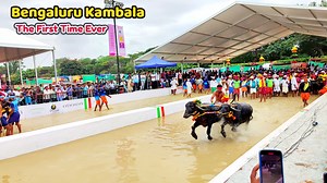 11 reactions | Bengaluru Kambala Race | Kambala Festival at event at Palace Grounds | Ashwini Puneeth Rajkumar #kambala #Bengalurukambala #bengaluru #festival #india #tulunada #udupi #mangalore #kudla #tulunadu #tulunad | South Tube | Facebook