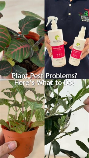 Tiny pests, big problems🐛 In this reel, we show common plant pests and simple ways to fight back—so your greens stay healthy and thriving. 💪🌱 #puduriaflorist #prflorist #klplanthouse #plantcare #pestcontrol #healthyplants | Pudu Ria Florist Trading Sdn Bhd