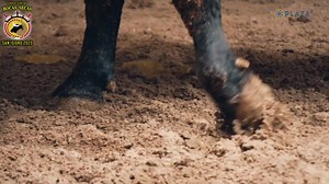 ¡¡¡DECIMOSÉPTIMA DE ABONO!! 19:00 hrs (Esp). 11:00 hrs (Mèx). Domingo 28 de mayo de 2023. Plaza de toros de «Las Ventas», Madrid, España. Corrida de Toros. Sorteados y enchiquerados los de Adolfo, para esta tarde en Las ventas del Espíritu Santo. 6 ADOLFO MARTÍN 6 Para los diestros Fernando Robleño. Román. José Garrido Suerte para todos!! | Bocas secas