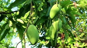 clip-27851248-mango-fruit-hanging-on-tree