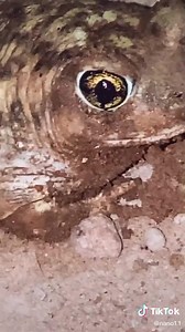 GIVE US YOUR SECRETS!!! | Froppy the Frog