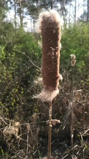 Eating cattails 🌱 #fyp #foryou #foraging #cattail #survival #selfreliance #Outdoors #camping #outdoorlife #wildfood | Avid Outdoorsman
