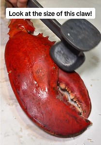 Huge Lobster Claw: See the Biggest Lobster Claw Ever