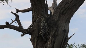 10K views · 161 reactions | Sub-adult leopard cub climbs down the tree #reels #reelsfb #reelsviral #viralpage #video #africa #Amazing #life #Wow #wildlife #travel #trending #trend #reelsvideo #nature #viral | African Bush Kingdom | Facebook
