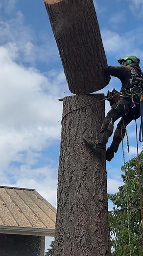 Tree Work and Chainsaw Logging: A Compilation of Chainsaw Fails and Carvings