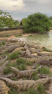 Exo Wildlife on Reels