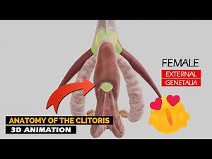Clitoris of the Female External Genitalia ❤️ | 3D Animation