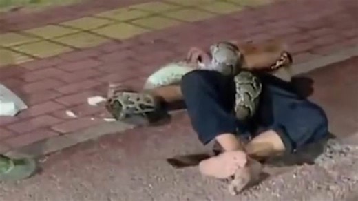 'Drunk' man picks fight with python and loses
