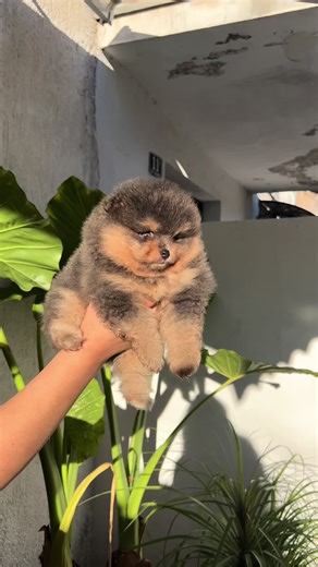 Blue tan pomeranac🤩🎄📲 #zadar #tik #tok #viral_video #blue #tan #bluetan #balkan #balkantiktok #fyp #pomeranian #pomeranci #pomeranianpuppy #split #pas #tt #zagreb #hrvatska #split #uzgajivacnica #europe