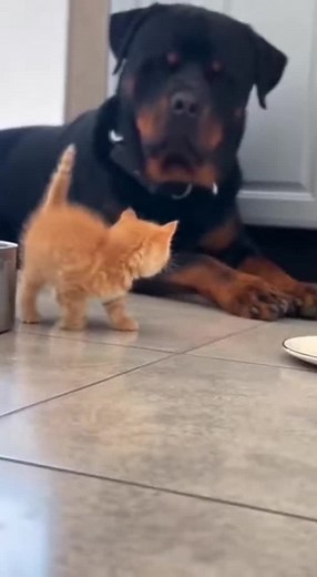 Tiny Fury vs. Gentle Giant Cats