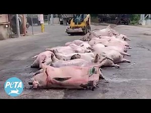 Slaughterhouse Suffering: NO ONE Escapes the Cruelty