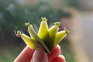 Cómo reproducir suculentas - Guía con VÍDEOS