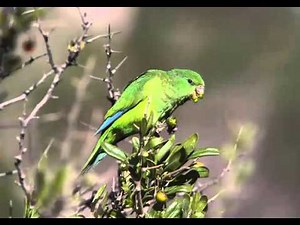 Catita Serrana Chica Cantando Sonido para Llamar El Mejor