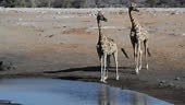 Giraffe male sniffing a female at the Chudop waterhole in Etosha...
