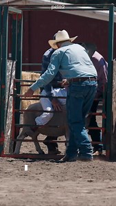 mutton busting teaches kids that animal suffering is entertainment 😡 share this and help your friends and fam understand why this isn’t something to support. if this happens in your town, you can take action to help animals. link in bio for more info! filmed by: @austinmeyerfilms | peta2