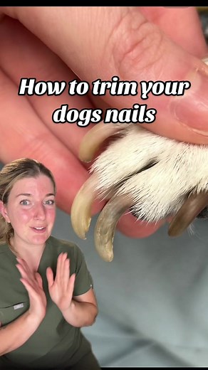 How to Safely Cut Your Dog's Nails at Home