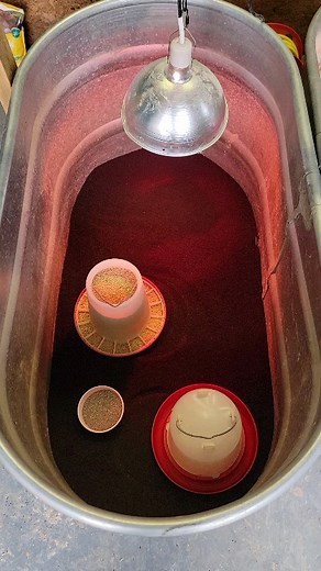 Baby Chick brooder set up. Coffee Ground Bedding: https://bit.ly/3JBwDkN Chick Grit: https://amzn.to/3J91XWp Heat Lamp: https://amzn.to/3ZZxrFd Heat Plate: https://amzn.to/429QVJp #nicholscounty #babychicks #hotchicks #cutechicks #chickbrooder #coffeegroundbedding #chickgrit #chicks #chickensoftiktok #chickensofinstagram #backyardchickens | Nichols County