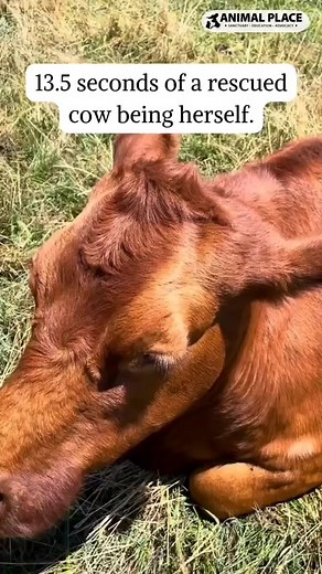 Enjoy resident blind cow Daffodil lounging. Can't stand how cute she is!!! | Animal Place