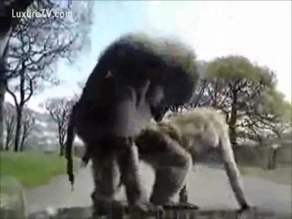 Zoo sex compilation video featuring various animals fucking