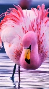 13K views · 839 reactions | This Chilean Flamingo Will Make You Fall in Love with Wildlife #flamingo #birds #amazingbirds #wildlife #naturetweeters | Nature-Tweeters | Facebook