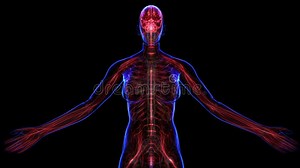 Female Nervous system stock video. Video of female, chest - 71835423