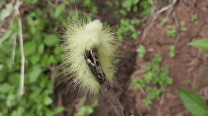 Caterpillars Species Calliteara Pudibunda Commonly Known Stock Footage Video (100% Royalty-free) 3976835015 | Shutterstock