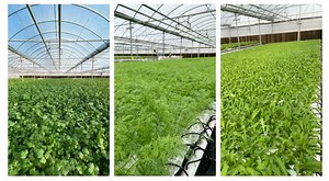 [Hot Item] Nft Gully System Hydroponics and Gutter Downspouts