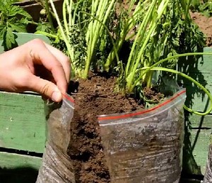 99K views · 181 reactions | Ide ide berkebun kreatif untuk musim mendatang! | Kerajinan 5-Menit | Facebook