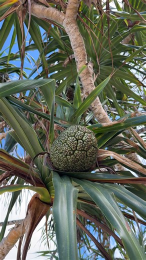 Coming soon to Narpow Point… Tucked among lush pandanus trees and opening onto a private cove brimming with shells and marine life. Welcome to Pandan Cove. 🐚 #VanuatuLuxuryHolidayHomes #PrivateBeachVilla | Vanuatu Luxury Holiday Homes