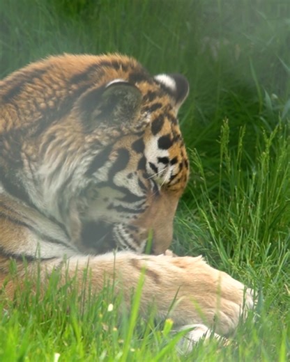 Greater Vancouver Zoo on Reels