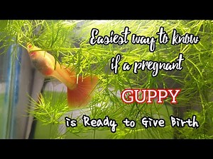 How to know if a pregnant GUPPY is about to GIVE BIRTH