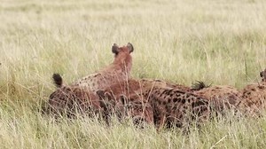 clip-3999644947-spotted-hyenas-feeding-kill-site-masai-mara