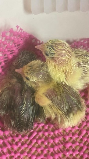 The quail are hatching!!! We’ve got 4 so far! These are teeny tiny Chinese painted quail! Unlike chickens who can take hours to hatch, once these little ones decided to come out it takes less than half an hour! #quail #quails #quailofinstagram #birb #birbstagram #quailegg #quaileggs #quailchick #quailchicks #cutequail #quailforever #buttonquail #quails #Wachtel #Wachtelmama #quailslove #breedingquail #cute #life #hatchingchicks #breeding #chicks #cuteanimals #babychickensofinstagram #fluffy #bab