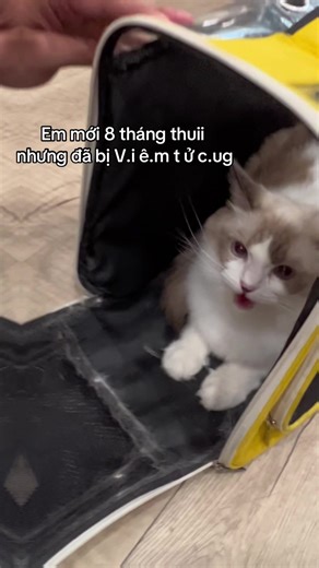 Saigon Animal Aid trên TikTok