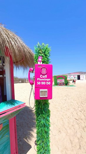 4.3K views · 82 reactions | Flamingo : Heaven on earth ✨✈️ ☎️: +216 50 180 150 #mahdia #tunisia #tunisie #tunisianblogger #tunisia #tunisie #sousse #sfax #coucoubeacg #bizerte #summer #summerintunisia #discovertunisia #crystalclearwater | Flamingo Coucou Beach | Facebook