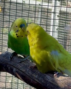 When you realise the camera is on you and don't know how to act 😆 This couple in our special needs aviary just being totally adorable 🥰 #accessibility video description: two budgies - a green male, slightly pigeon-toed, and a yellow female, with some evidence of past plucking on her wings- sit next to each other on a branch. The male is feeding the female, has a yawn, and when they realise they're being filmed, they seem unsure of how to act. | Little Beaks