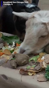 15K views · 64 reactions | Us when we hear Thanksgiving dinner is ready! #goats #zoo #thanksgiving #dinner #meal | KMOV | Facebook