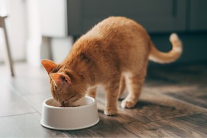A House Cat Died From Bird Flu After Eating Contaminated Pet Food