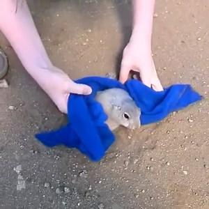 Saving Of A Fat Gopher Salvando Una Gordita Ardilla Credit: ViralHog LIKE ⇒ Viral | Viral