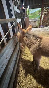 George our baby donkey gets to meet his dad Edward #babydonkey #donkeyedward | Caenhill Countryside Centre